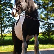 Irish Cob Troelsgaardens Sir Simon De Cantervill