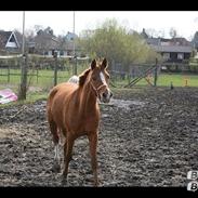 Anden særlig race Sun Dancer