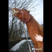 Anden særlig race Sun Dancer