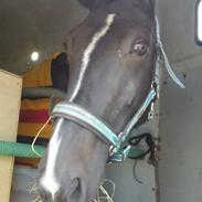 Hollandsk Varmblod Omana *Solgt*