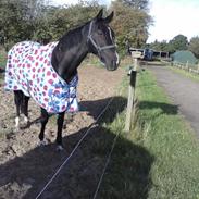 Hollandsk Varmblod Omana *Solgt*