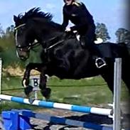 Hollandsk Varmblod Omana *Solgt*