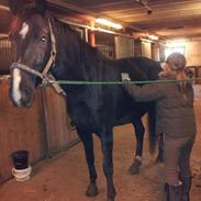 Anden særlig race Stella