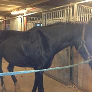 Anden særlig race Stella