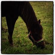 Anden særlig race Lucky <3