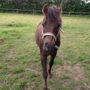 Anden særlig race Lucky <3