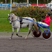 Welsh Pony (sec B) Wildzangs Royal Flush