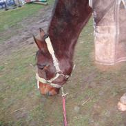 Traver Limbo ''Rocker''