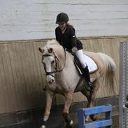 Palomino Fortunens Logo