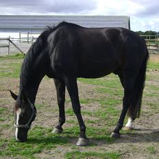 Anden særlig race Bugge Tolstrup