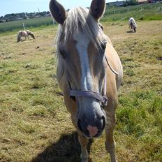 Haflinger Dominique Høgh