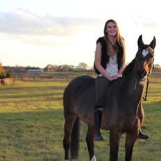 Dansk Varmblod Madame Moiselle