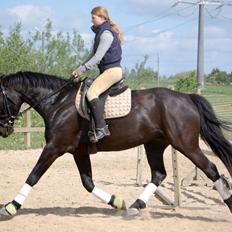 Anden særlig race Skonhøjs Mr. Perfect - Solgt