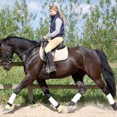 Anden særlig race Skonhøjs Mr. Perfect - Solgt