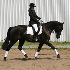 Anden særlig race Skonhøjs Mr. Perfect - Solgt