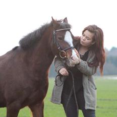 Welsh Pony af Cob-type (sec C) Gribsvads Ras (solgt)