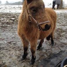 Anden særlig race Wilma (Hulahop)