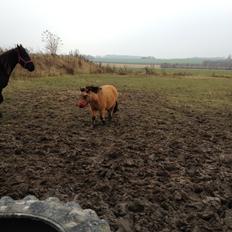 Anden særlig race Wilma (Hulahop)