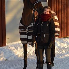 Dansk Varmblod Poldine - Sølyst Himmelhest