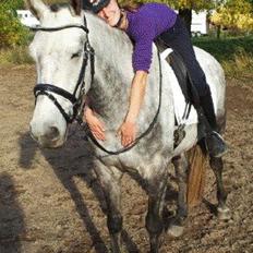 Dansk Varmblod Bl. - Hindbærgården's Milan