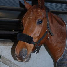 Arabisk fuldblod (OX) Hippolog 