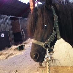 Shetlænder Moon Ligth