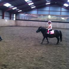 Shetlænder Moon Ligth