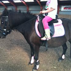 Shetlænder Moon Ligth