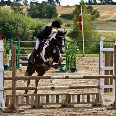 Pinto Blis (kat. 1 pony)