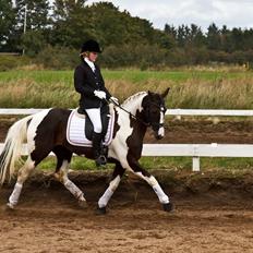 Pinto Blis (kat. 1 pony)