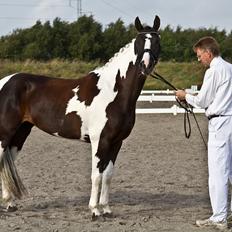 Pinto Blis (kat. 1 pony)