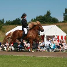 Islænder Gandur fra Skringstrup