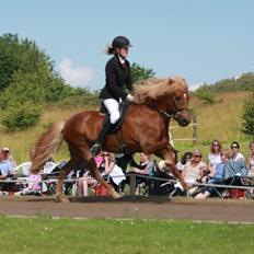 Islænder Gandur fra Skringstrup