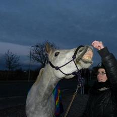 Connemara Teglstrups Samos