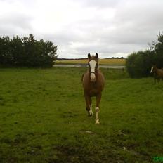 Anden særlig race Onjus