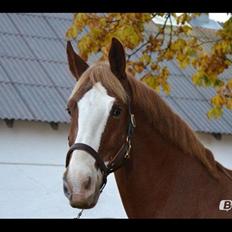 Anden særlig race Onjus