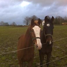 Anden særlig race Onjus