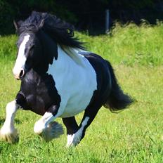 Irish Cob Troelsgaardens Sir Simon De Cantervill