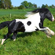 Irish Cob Troelsgaardens Sir Simon De Cantervill