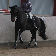 Dansk Varmblod Hestehavens Rebecca