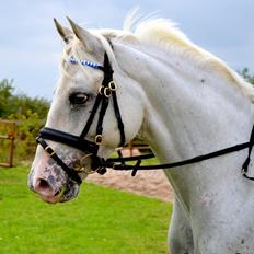 Appaloosa Flashy Littel Joe 'Har lånt'