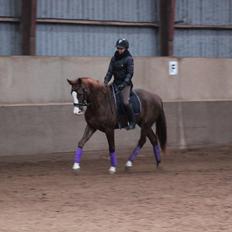 Dansk Varmblod Fetina