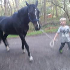 Hollandsk Varmblod Omana *Solgt*