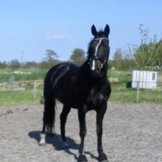 Hollandsk Varmblod Omana *Solgt*