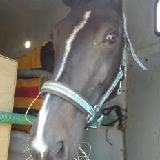 Hollandsk Varmblod Omana *Solgt*