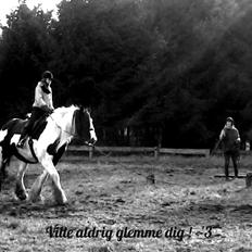 Irish Cob Miss Baley [Solgt]