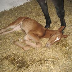 Dansk Varmblod Miss Ellie