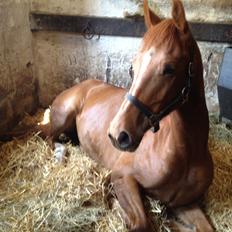 Anden særlig race Ratata <3