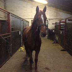 Anden særlig race Ratata <3