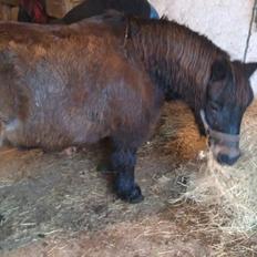 Shetlænder Skipper(mascot)